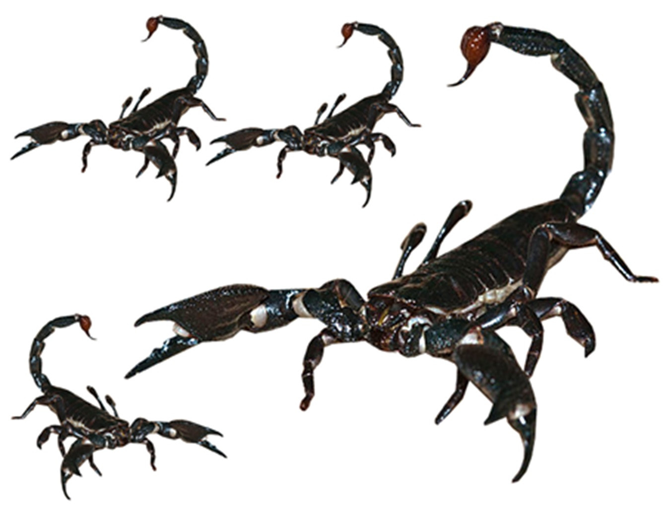 Scorpions (1x21.5cm & 3x8.5cm) - Sticker/autocollant